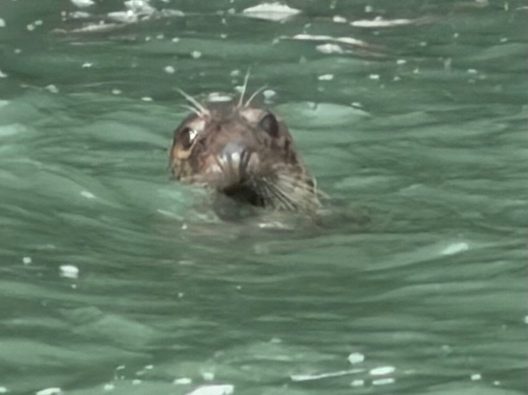 A Bay To Remember Wildlife Boat Trips-St. Dogmaels必去景点