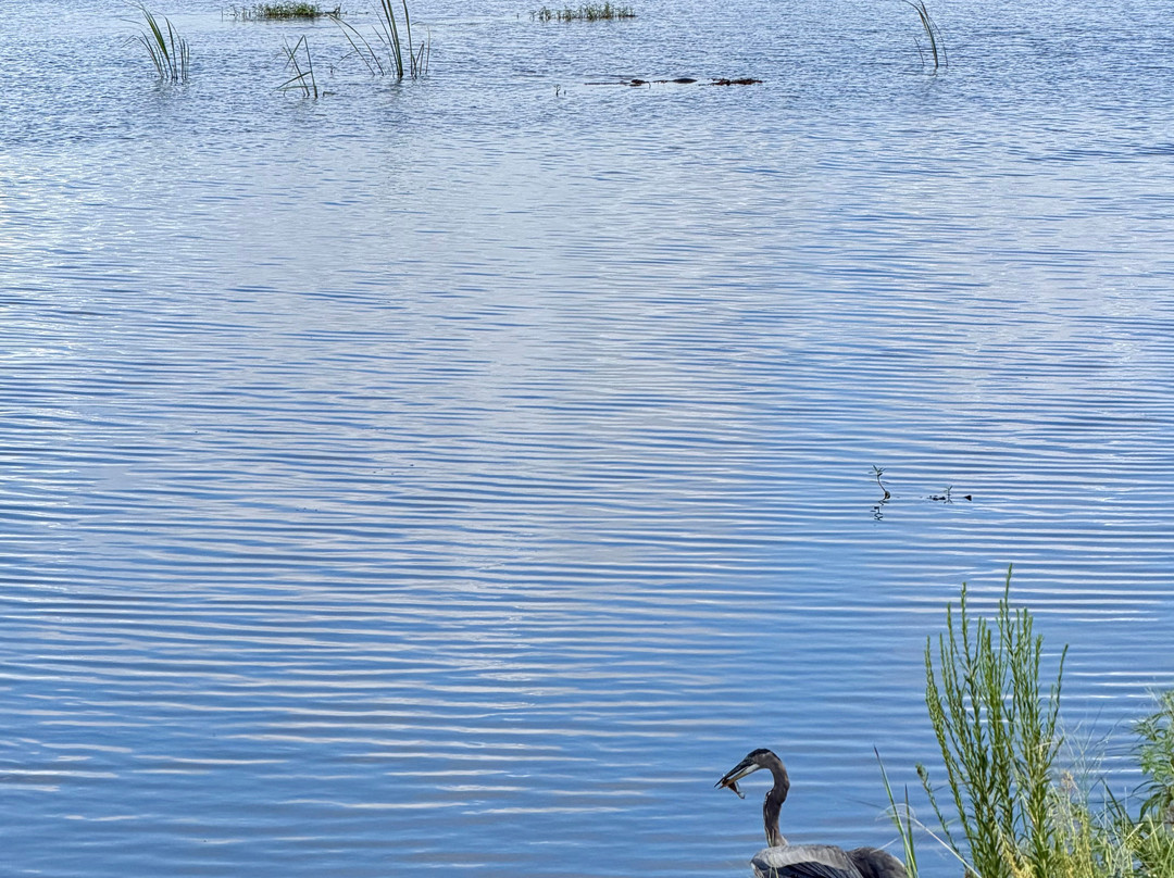 Savannah National Wildlife Refuge-Hardeeville必去景点