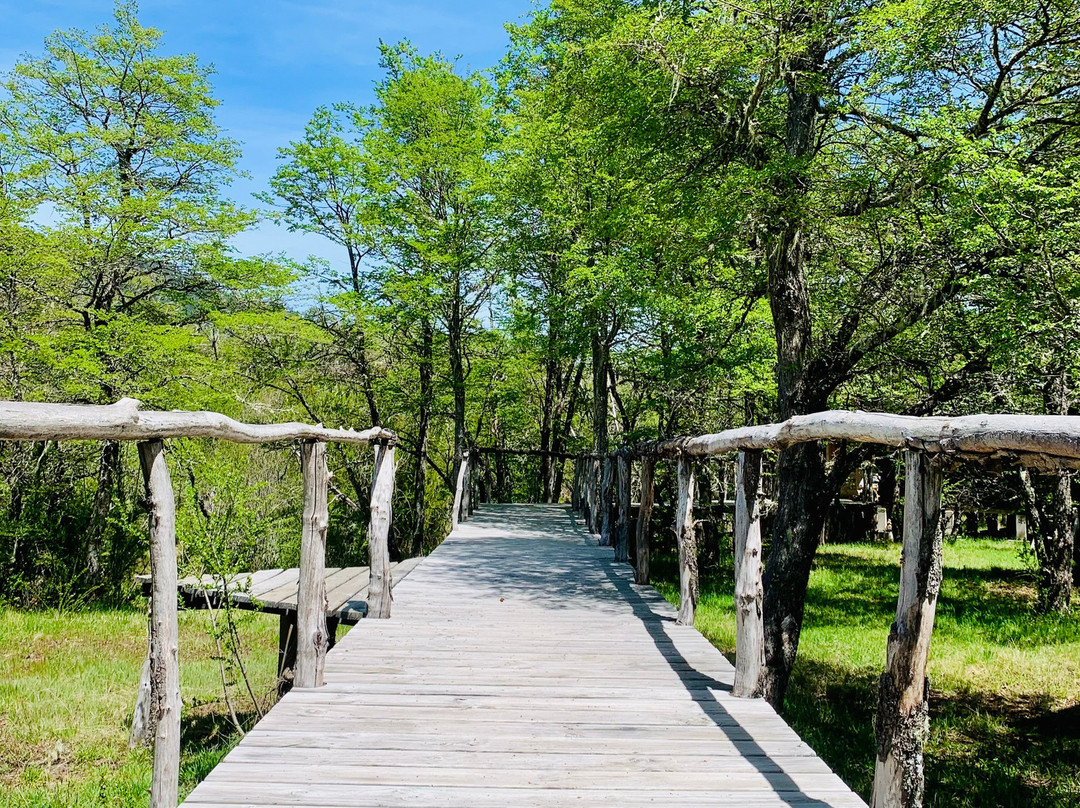 Araucania Pura