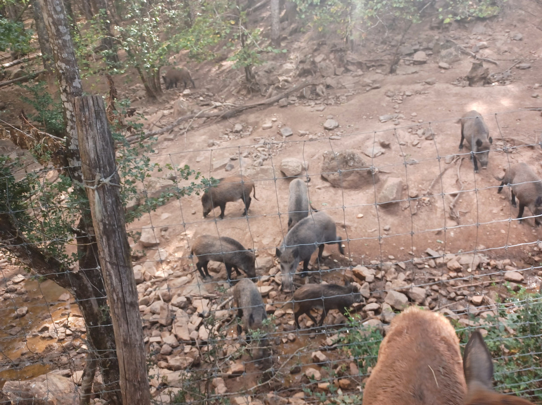 Parc Animalier Le Saint Hubert