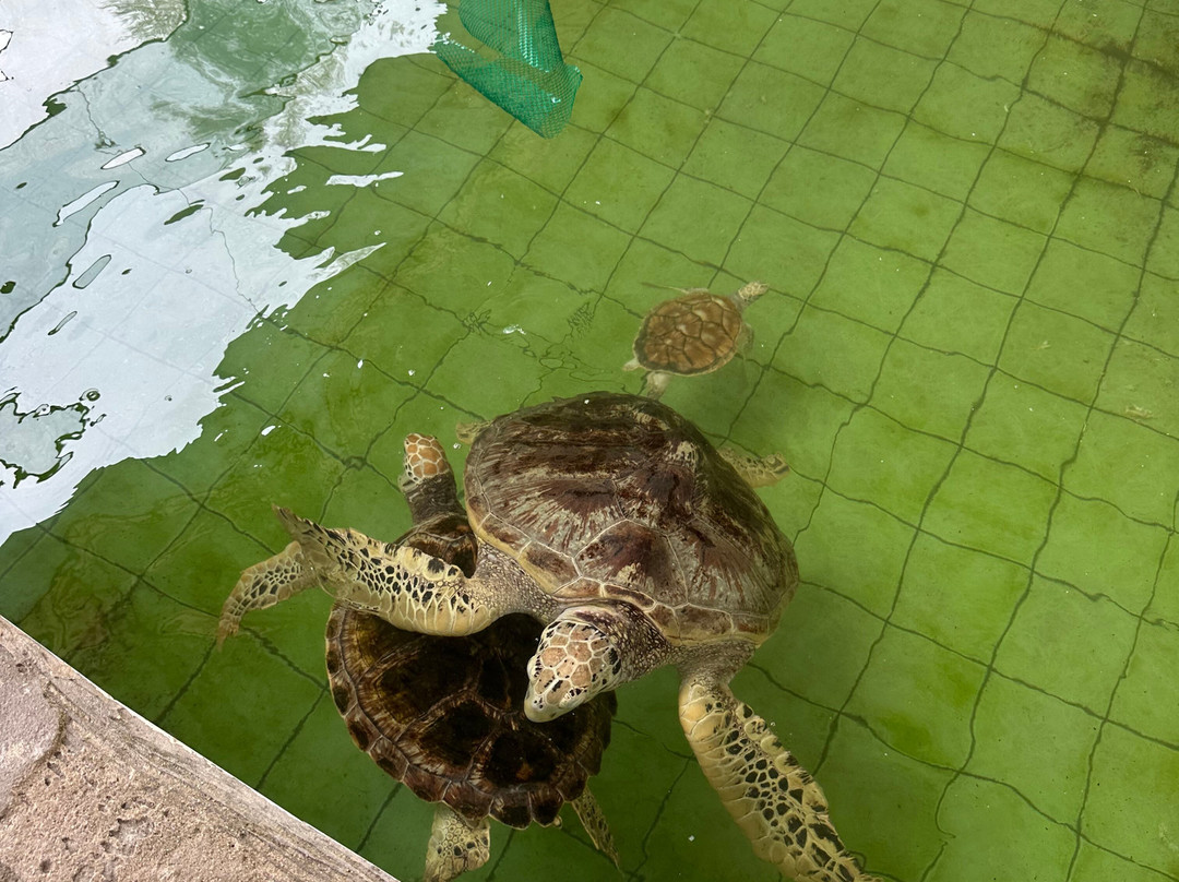 Turtle Conservation Center-泰曼必去景点