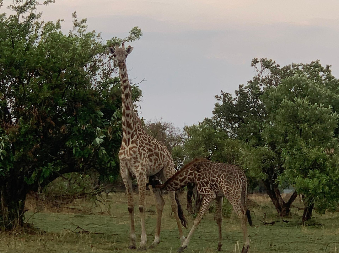 Wajefya Expeditions Ltd-Arusha Chini必去景点