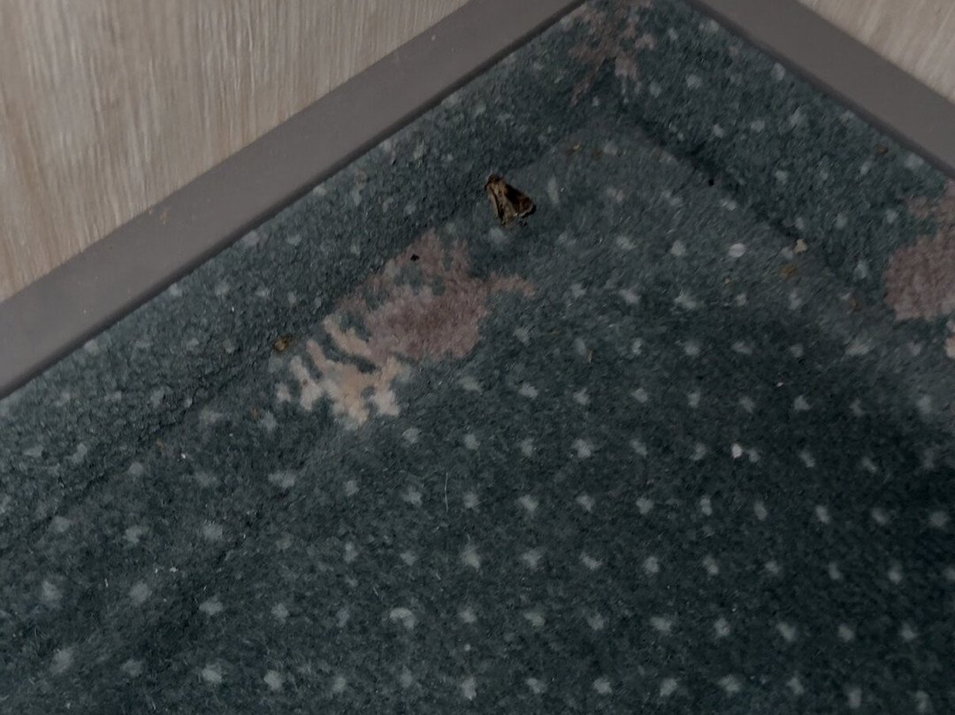Hotel Niggemann主图