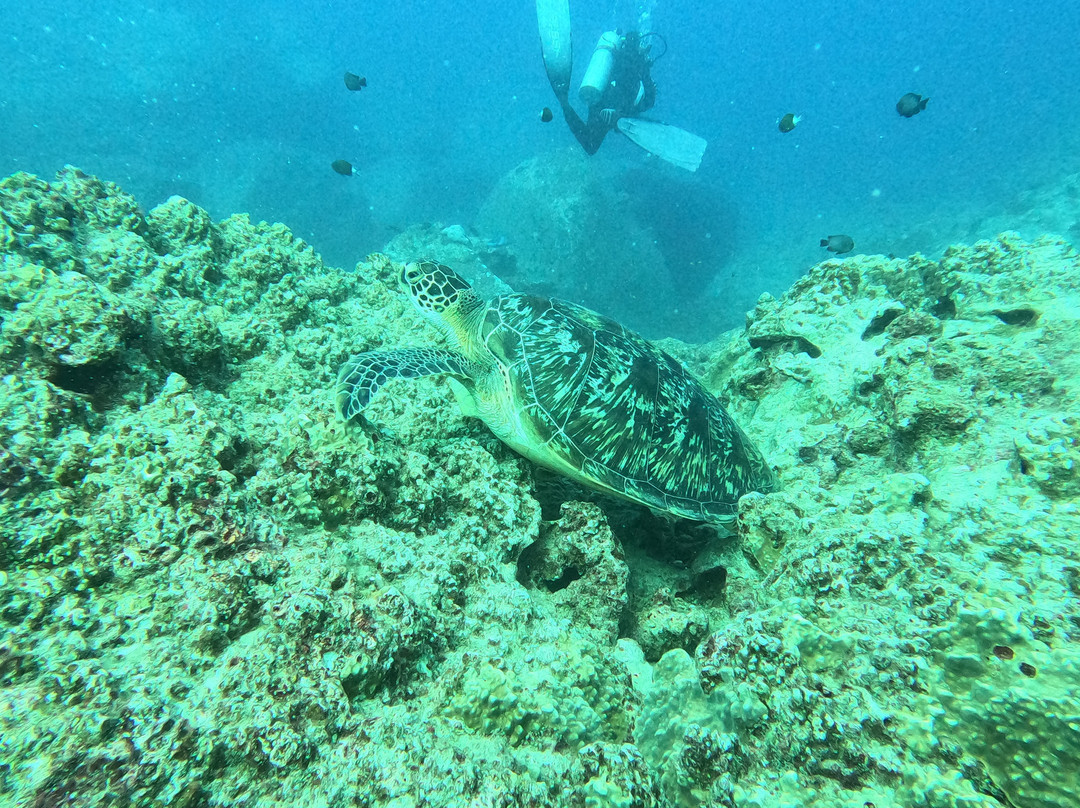 Bigorno Diving Center Mauritius-卓欧毕雪必去景点