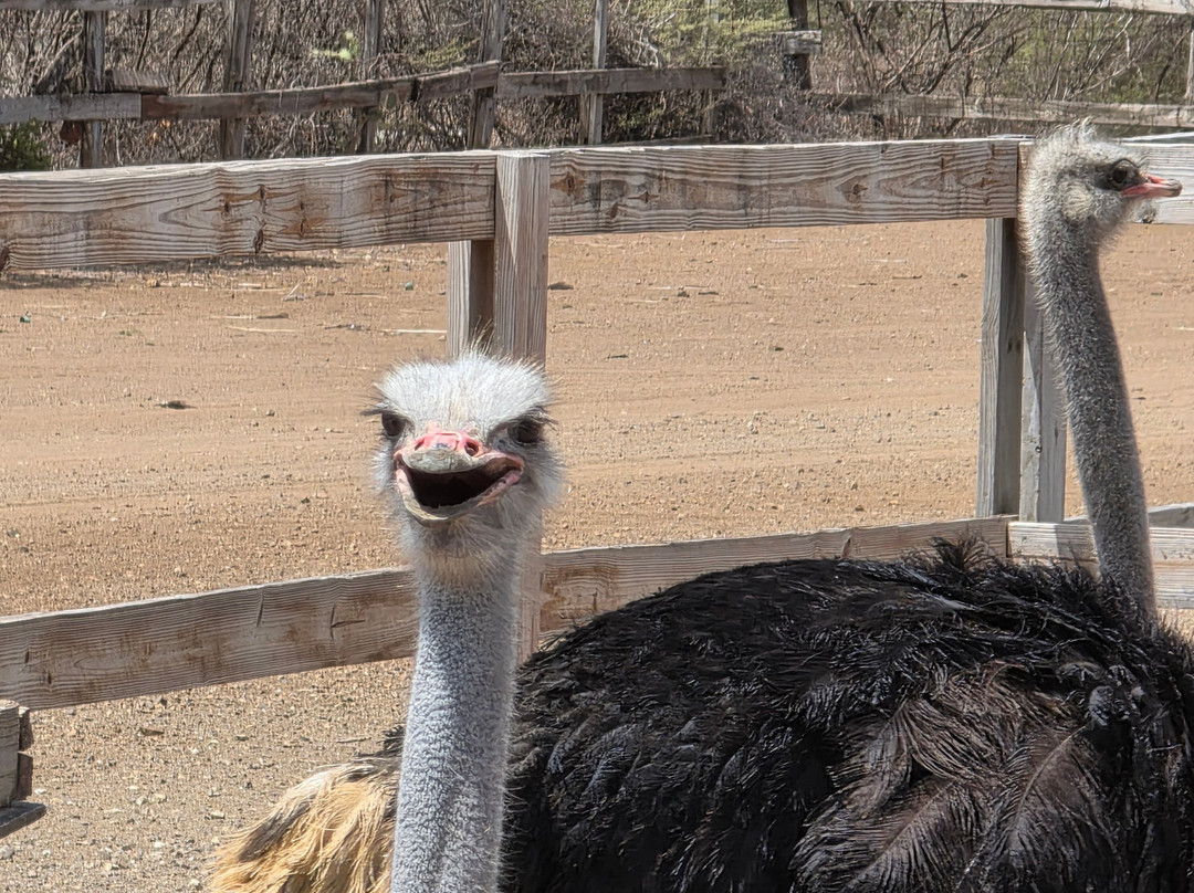 Curacao Ostrich Farm-库拉索必去景点