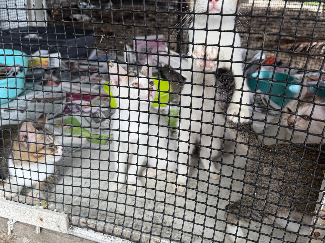 Cat Beach Sanctuary-巴巷海滩必去景点