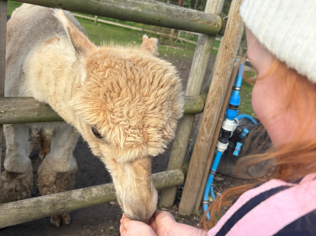 Woodlands Alpaca Farm-沃灵顿必去景点