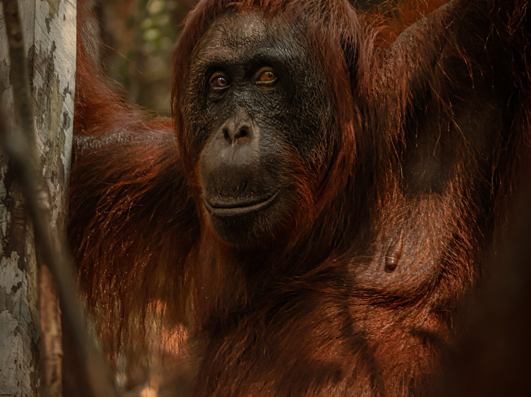 Tanjung Puting Borneo Tour-Pangkalan Bun必去景点