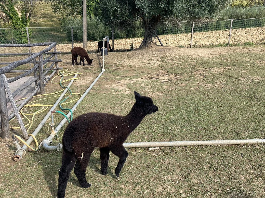 Il Giardino Dell'alpaca-Potenza Picena必去景点