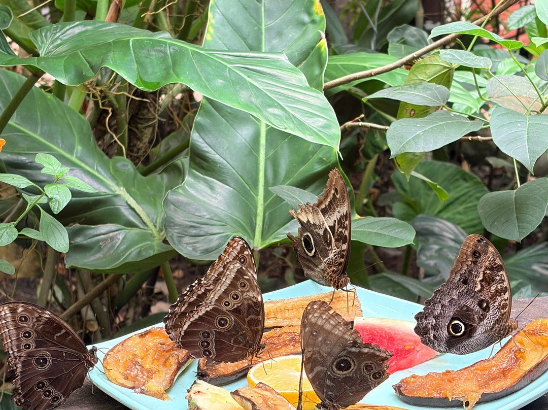 Mariposas de Mindo-明多必去景点