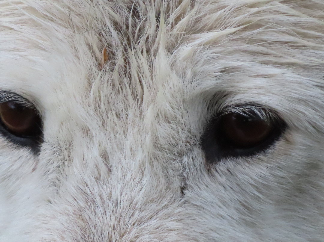 Yamnuska Wolfdog Sanctuary-科克伦必去景点