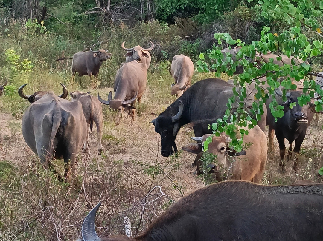 Uda walawe National Park-乌达瓦拉瓦必去景点