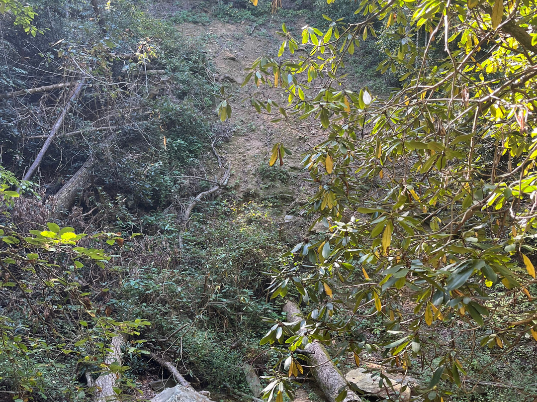 Pearson's Falls Glen-Saluda必去景点