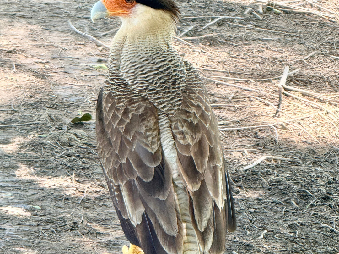 Pantanal Jaguar Safaris-Chapada dos Guimaraes必去景点