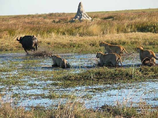 Great Plains Conservation Duba Plains Camp