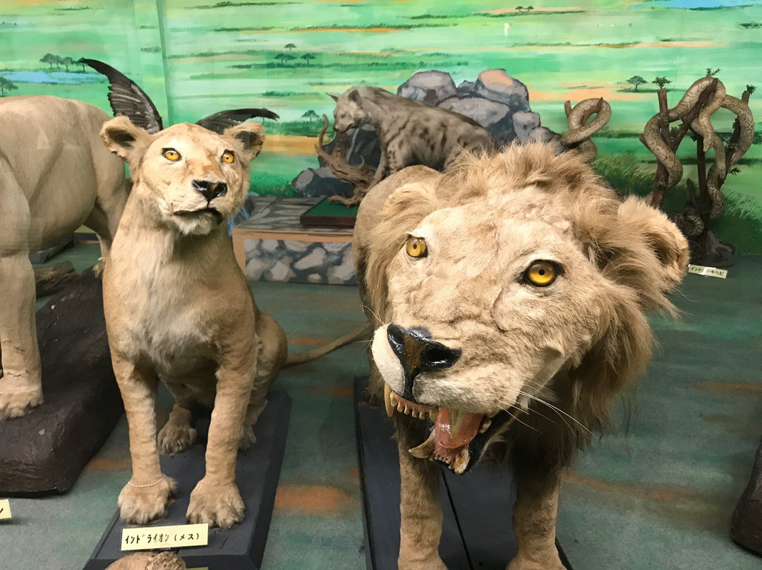 Tsuyama Nature & Mystery Museum