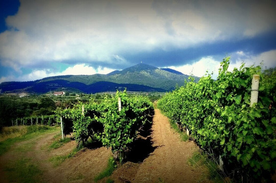 The Wine Bus-马泰拉必去景点