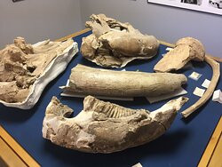 Blackwater Draw National Historic Site-Portales必去景点