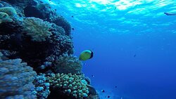 Divers Hurghada - Diving Course PADI - CMAS - SSI.-赫尔格达必去景点