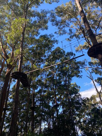 Treetops Adventure Coffs Harbour-科夫斯港必去景点