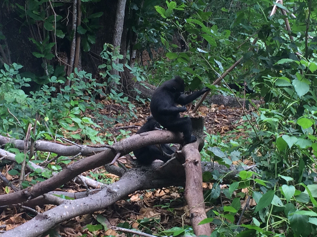 Tangkoko Research Station景点图片