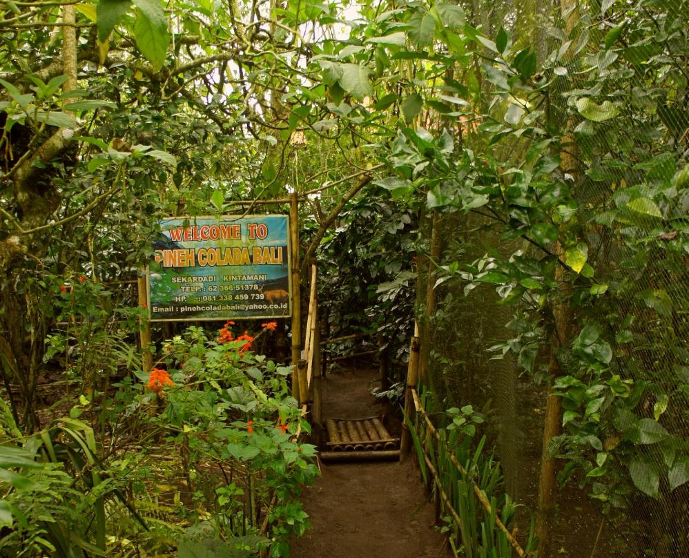 Pineh Bali Private Tours-金塔马尼必去景点