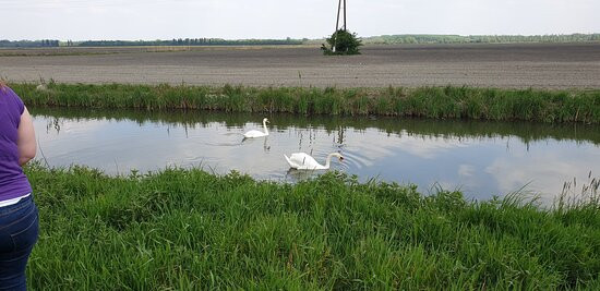 Kopacki Rit Nature Park景点图片