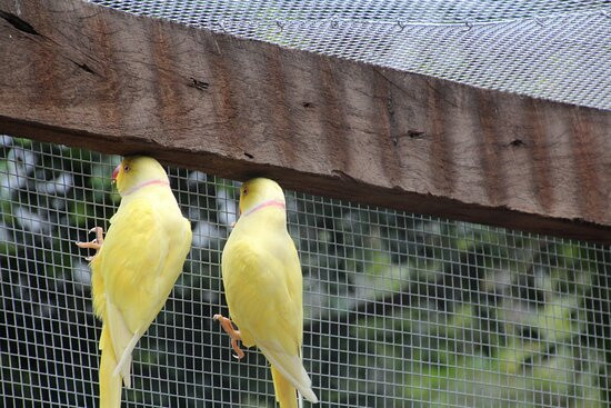 Flying High Bird Sanctuary景点图片