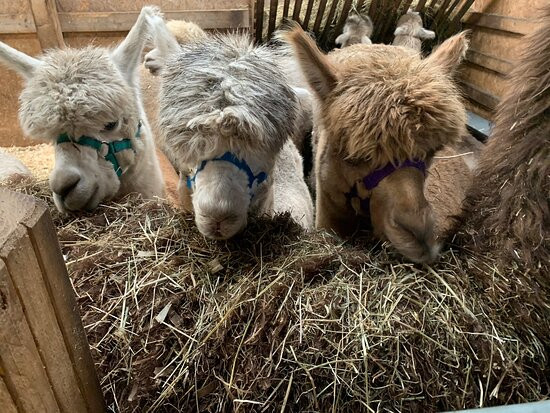 The Alpaca Trekking Centre-斯特灵必去景点
