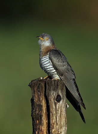 RSPB Titchwell Marsh景点图片