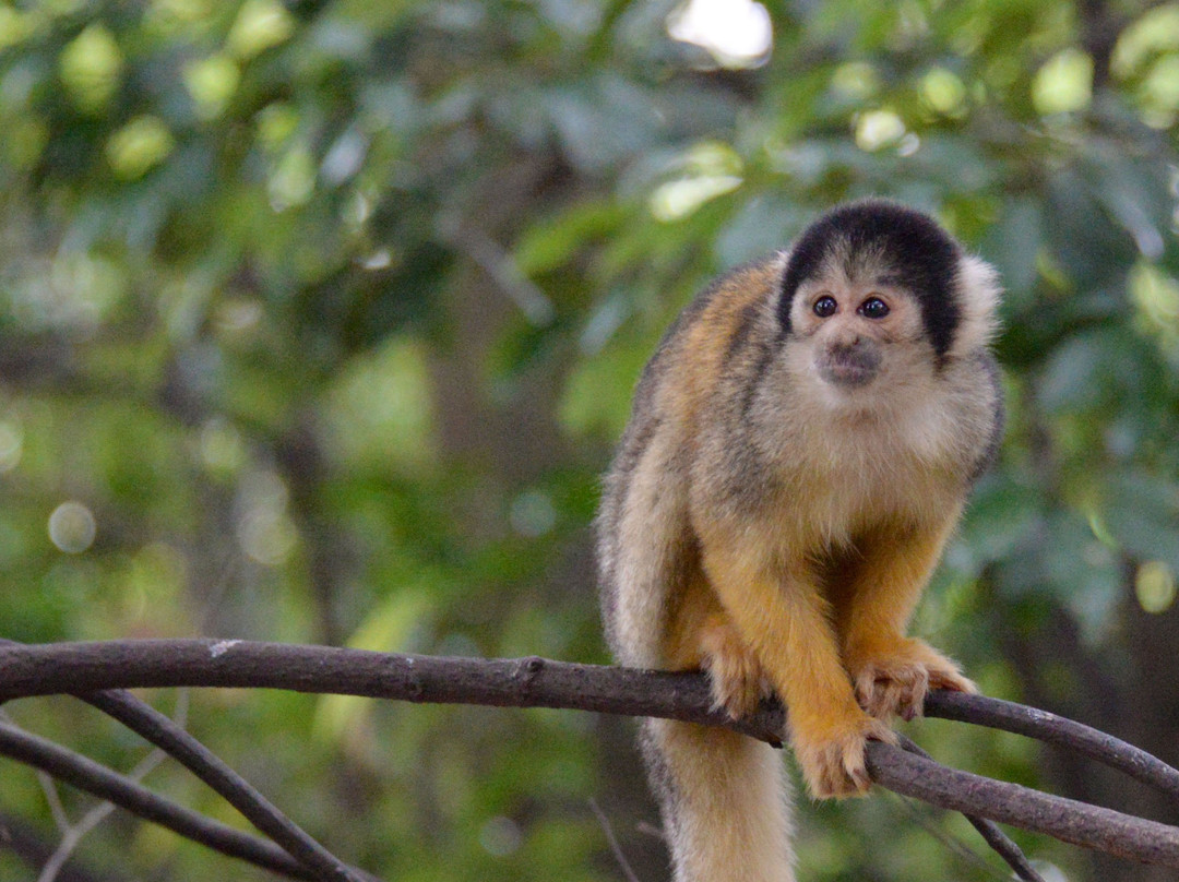 Japan Monkey Centre: Museum and Zoo for Nonhuman Primates-犬山市必去景点