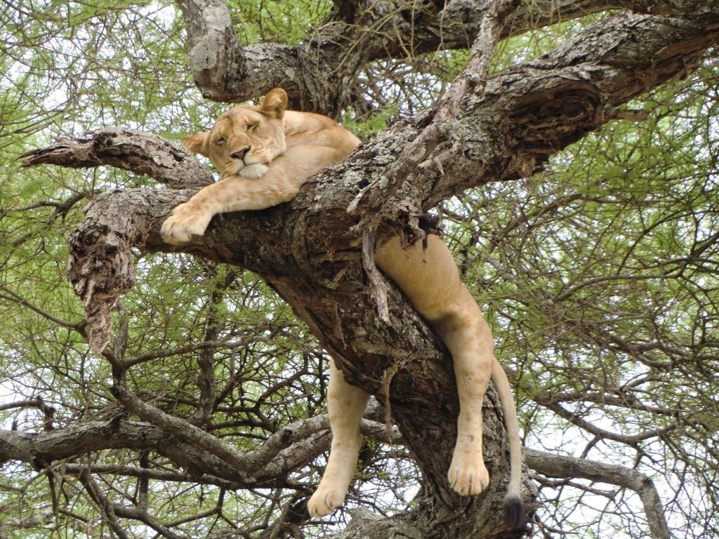 Redunca Safaris-阿鲁沙必去景点