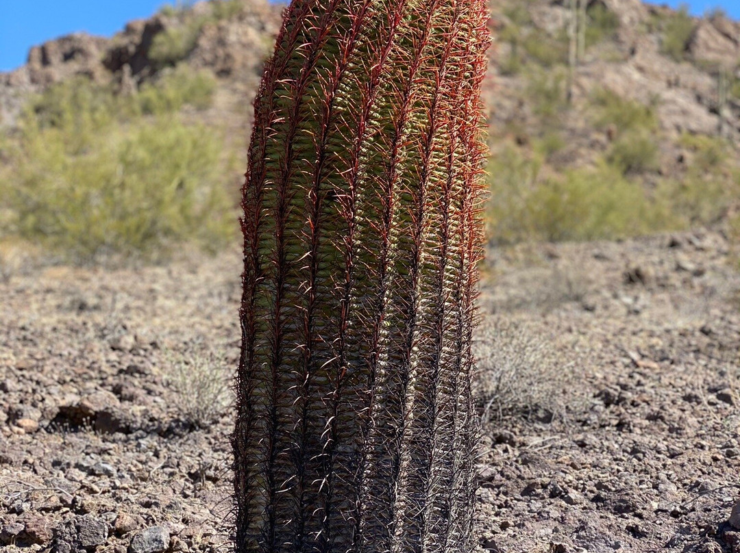 Hunter Trail-Picacho必去景点
