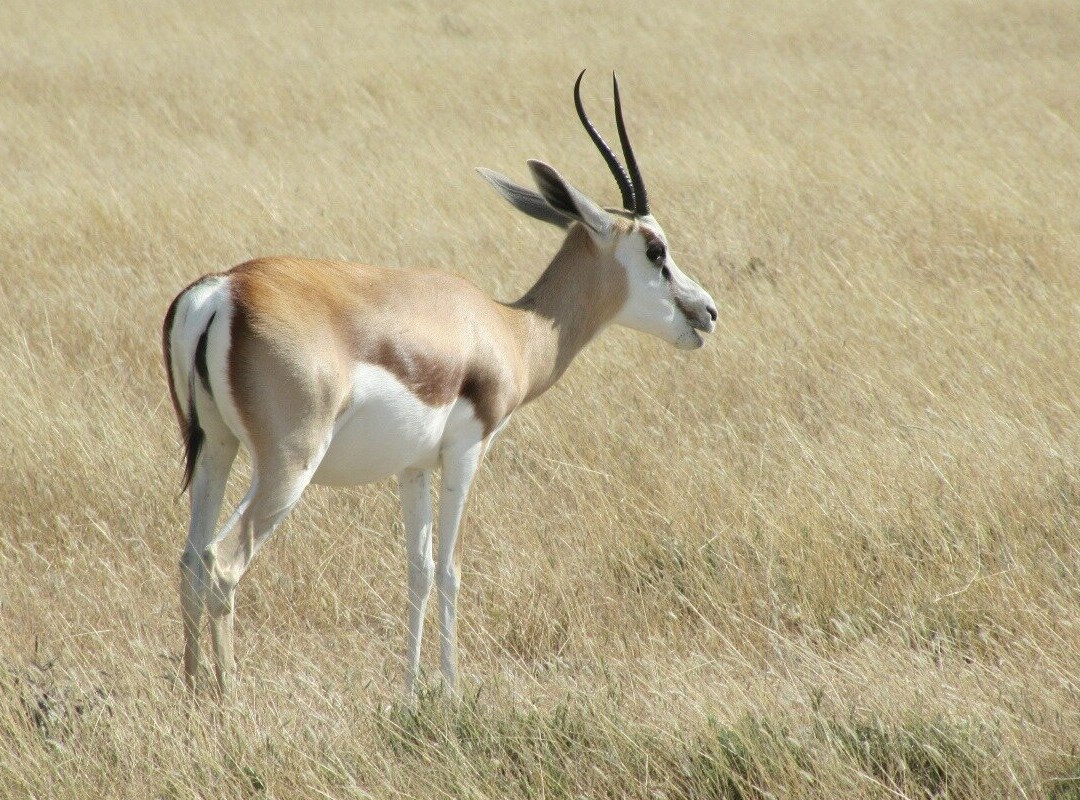 Dusty Trails Safaris & Car Hire Namibia-温德和克必去景点