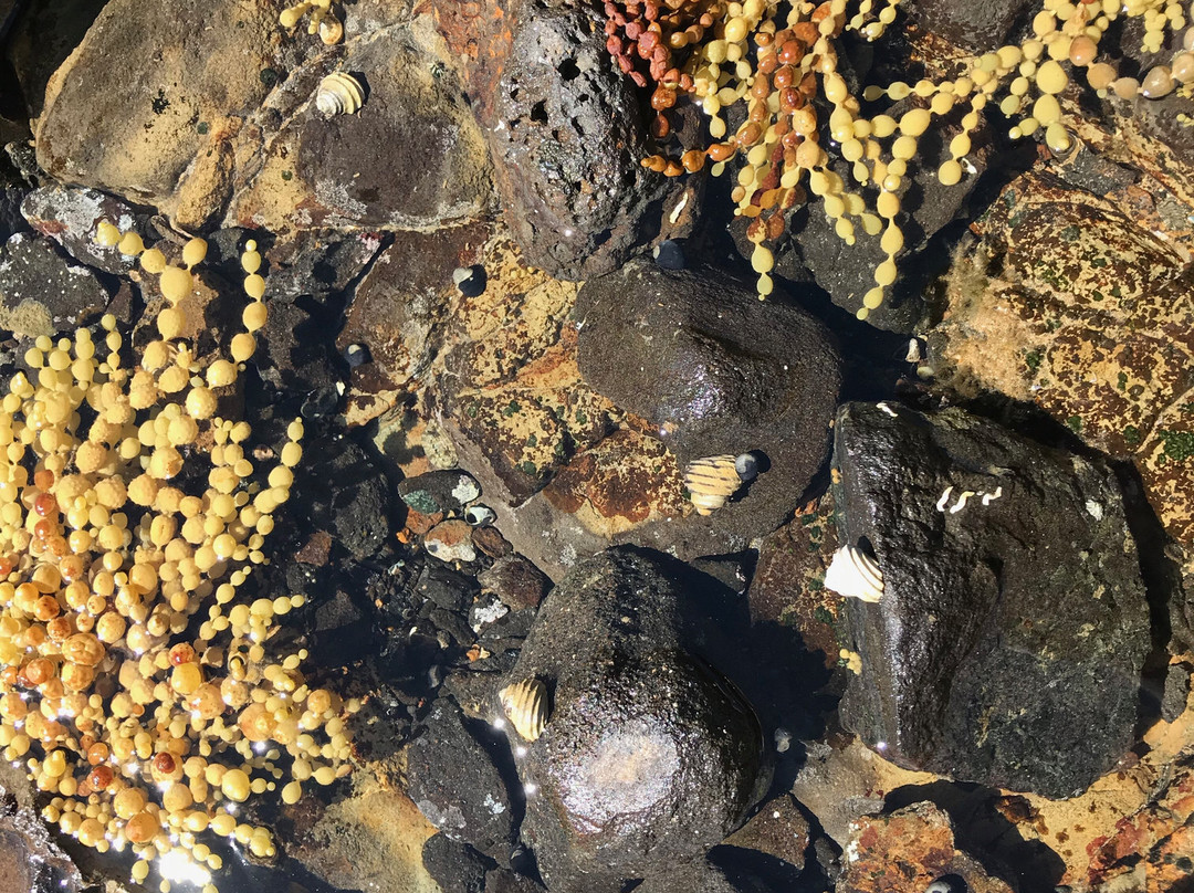 Johnsons Beach-企鹅岛必去景点