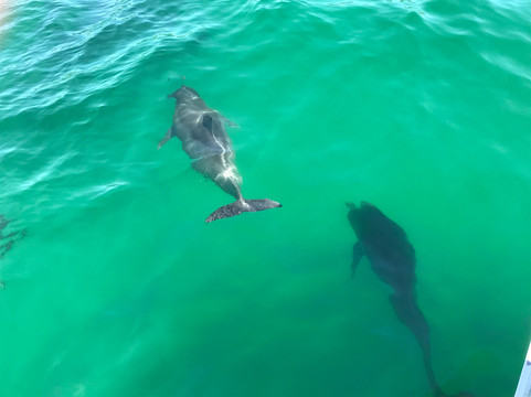 Amaroo Cruises-福斯特必去景点