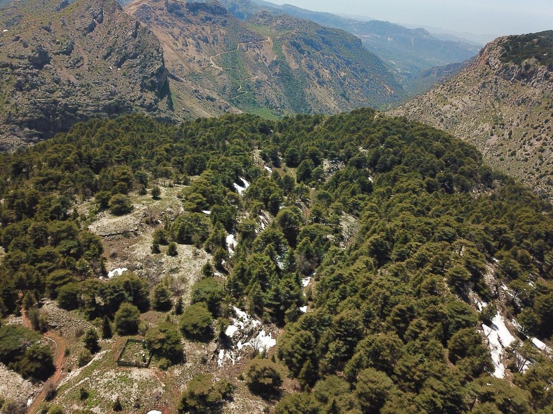 Tannourine Cedar Forest Nature Reserve-Tannourine必去景点