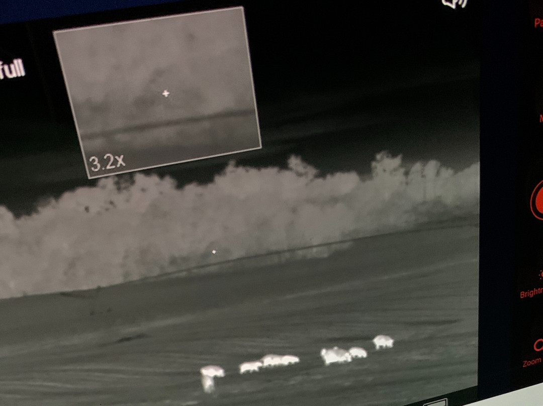 Pig Problem Inc.-Americus必去景点