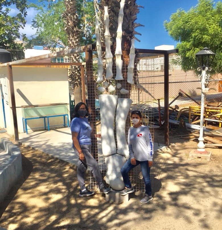 Taller De Osteología Museo De La Ballena-拉巴斯必去景点