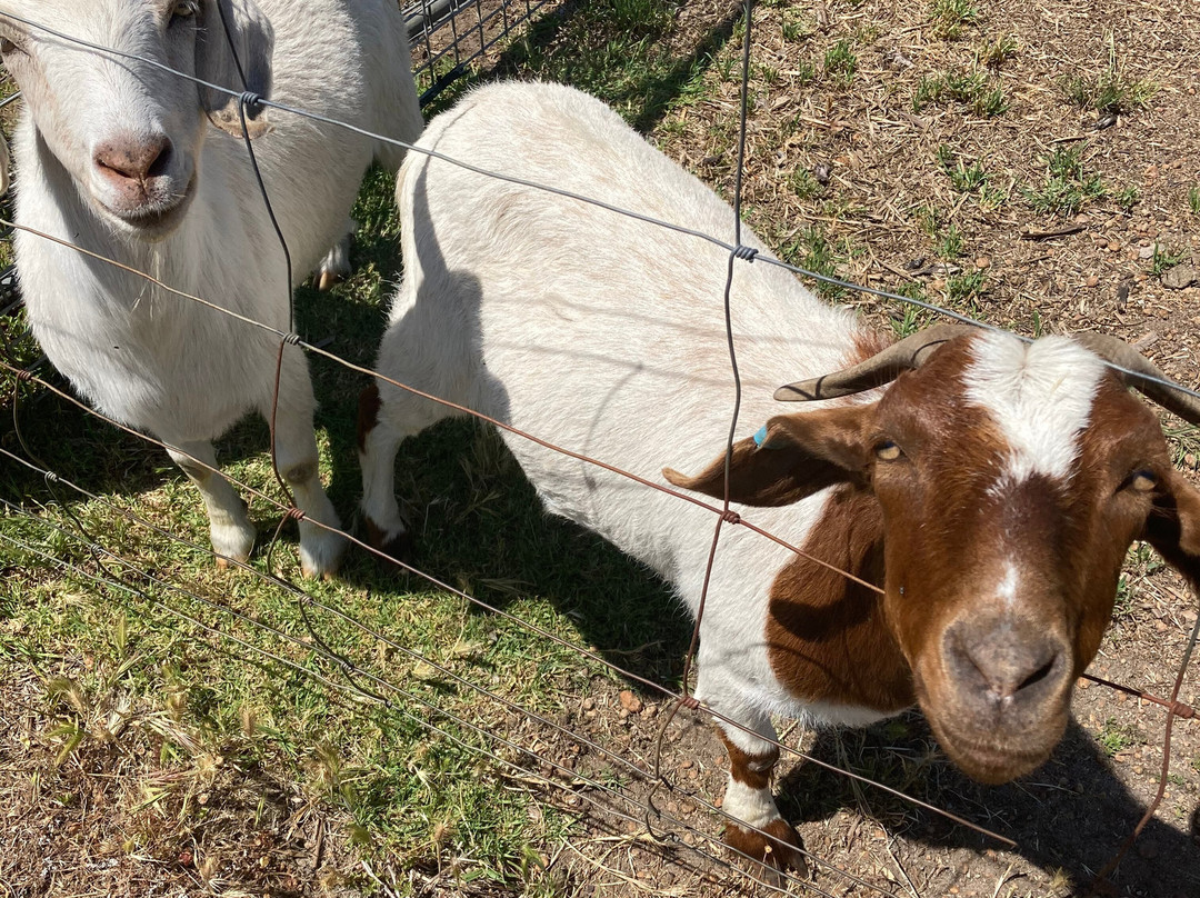 Big Bird & Wolf Chalets主图