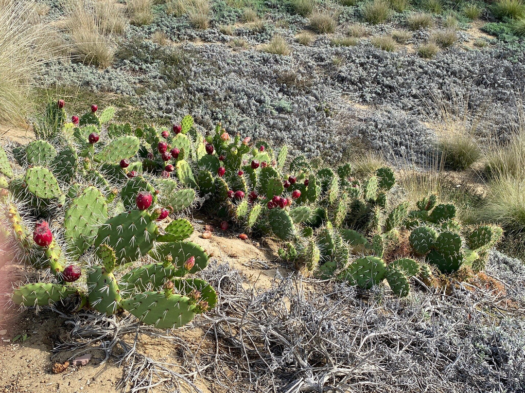 Civic Center Park-纽波特海滩必去景点