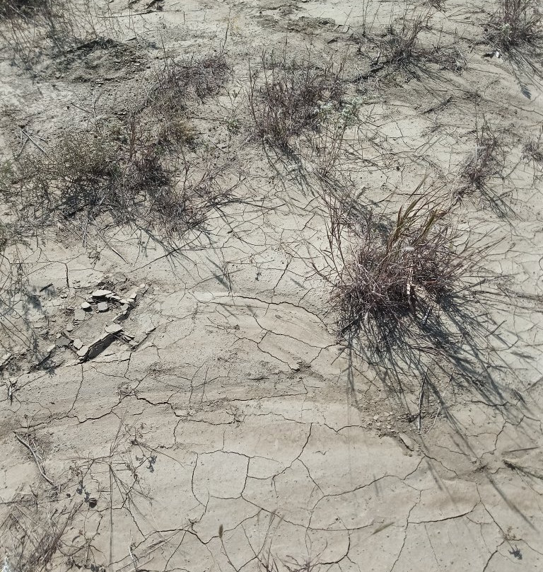 Mineral Wells Fossil Park-矿泉井城必去景点