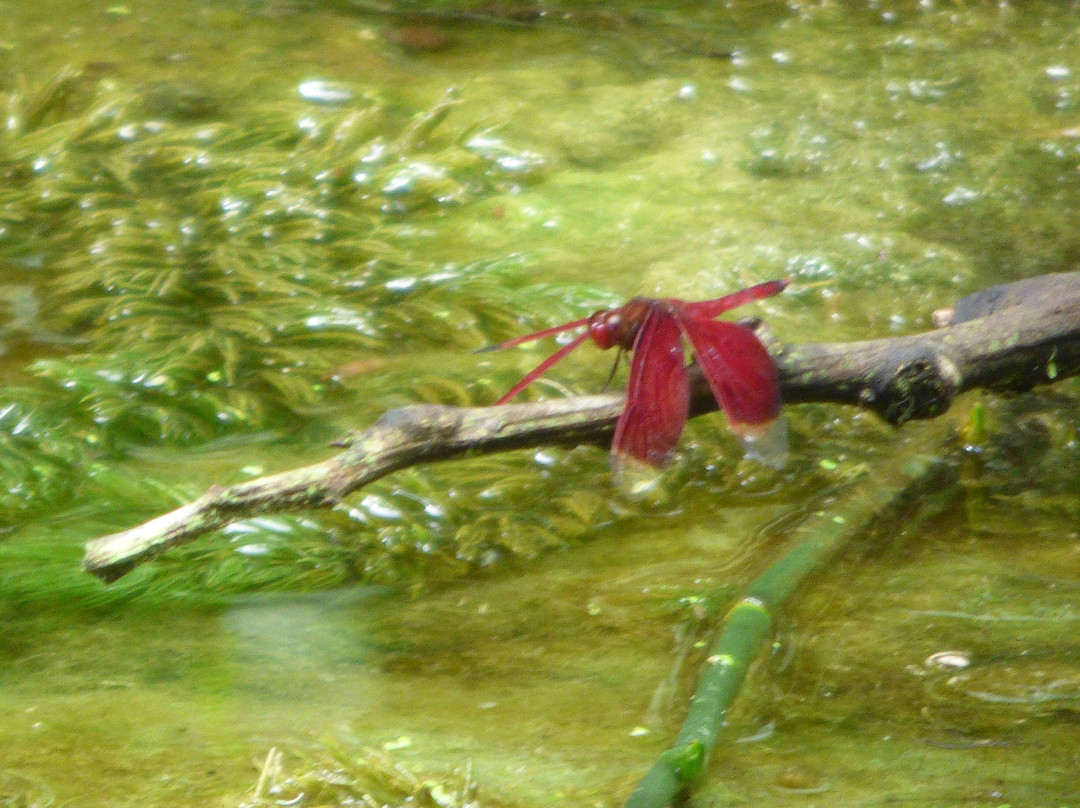 Balek Wildlife Sanctuary-Madang必去景点