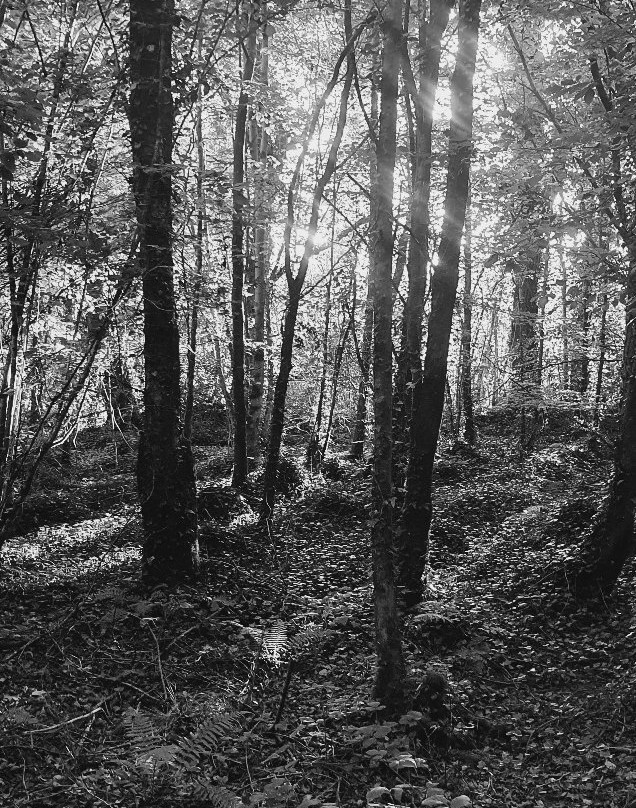 Killykeen Forest Park-County Cavan必去景点