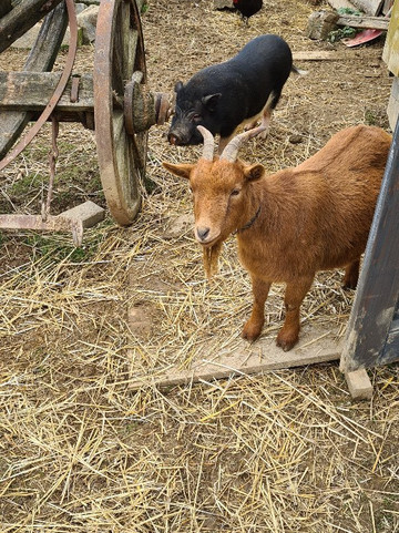 Eckfeld旅游攻略图片