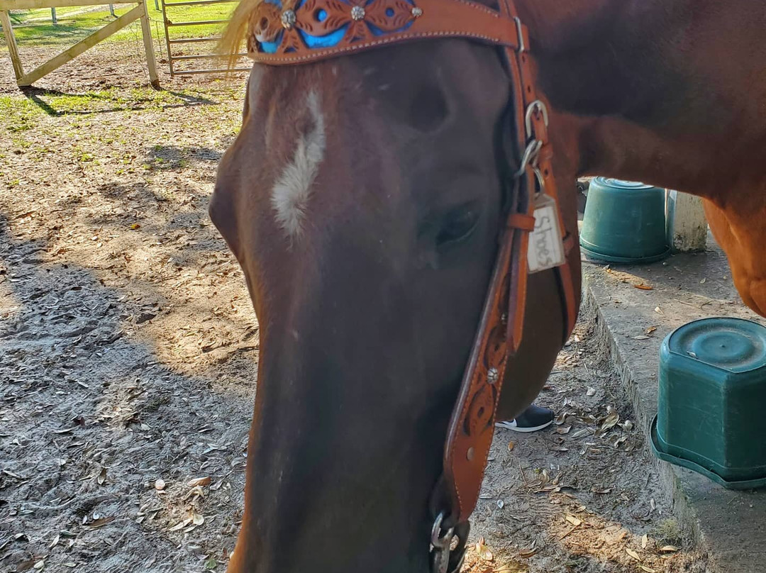 Camelot Farms Equestian Center-Saint Helena Island必去景点