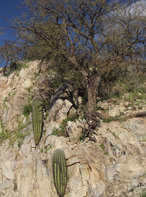 Honeybee Canyon Park-Oro Valley必去景点