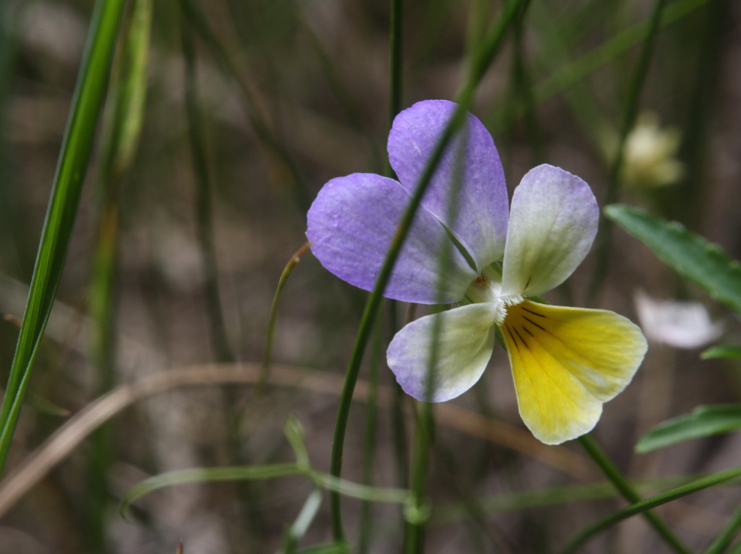 Mykhailivska Tsilyna Nature Preserve-Katerynivka必去景点