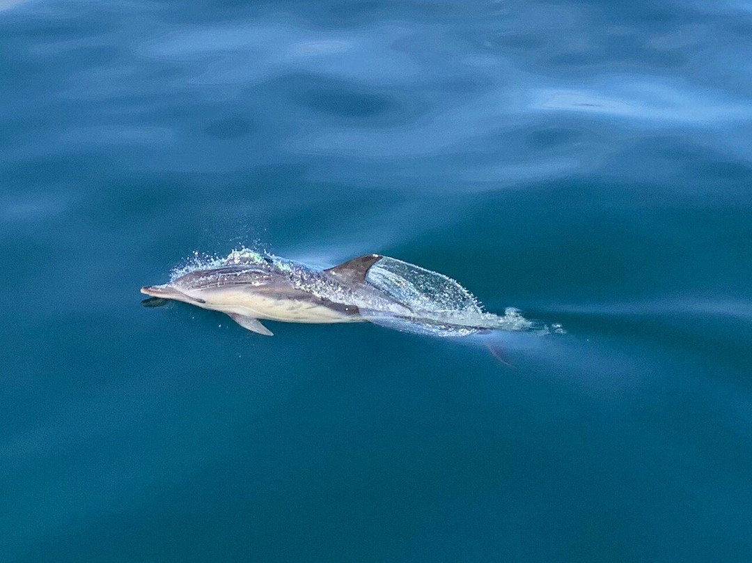 Sea Life Surveys景点图片