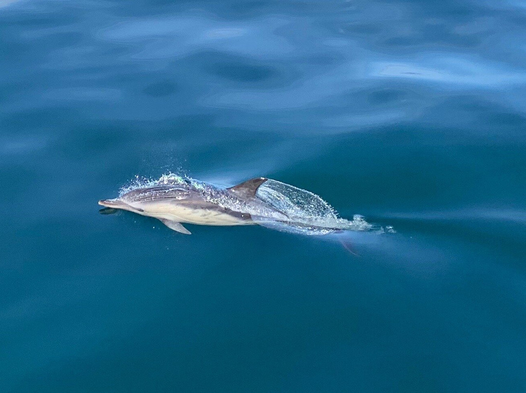 Sea Life Surveys景点图片